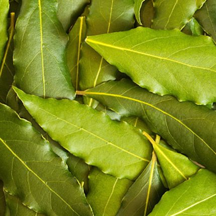 Seçme Defne Yaprağı – Yemeklerin Gizli Lezzet Sırrı