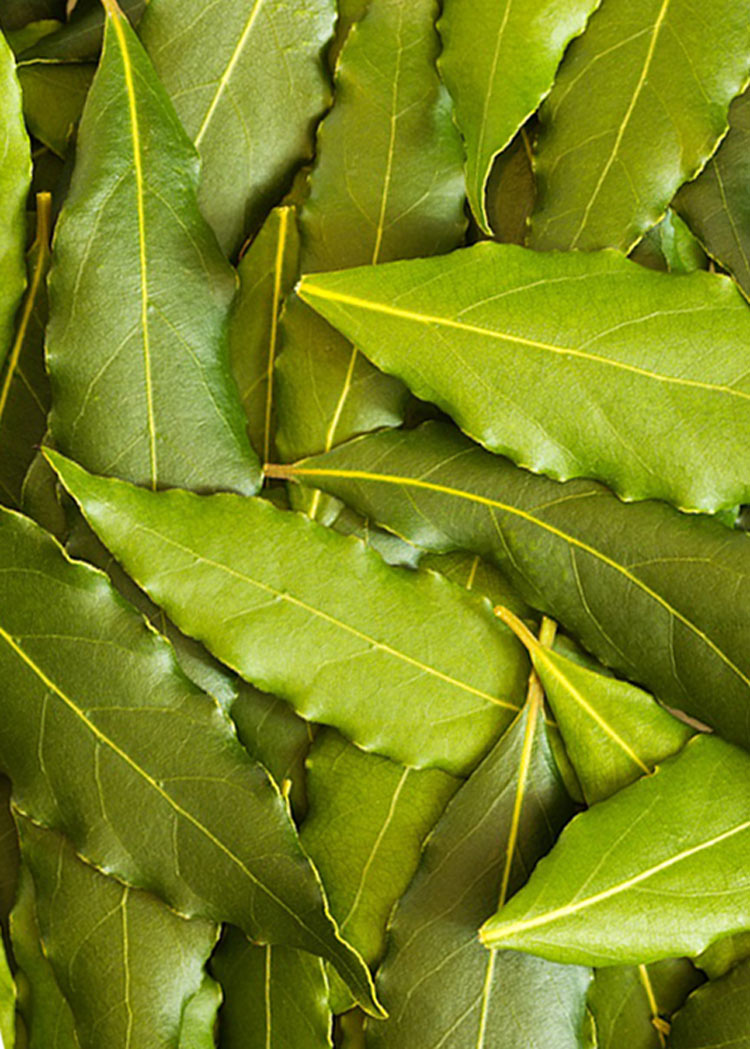 DEFNE YAPRAĞI Seçme Defne Yaprağı – Yemeklerin Gizli Lezzet Sırrı - Görsel 1