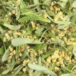 Çiçek Ihlamur – Doğanın En Yumuşak Şifası