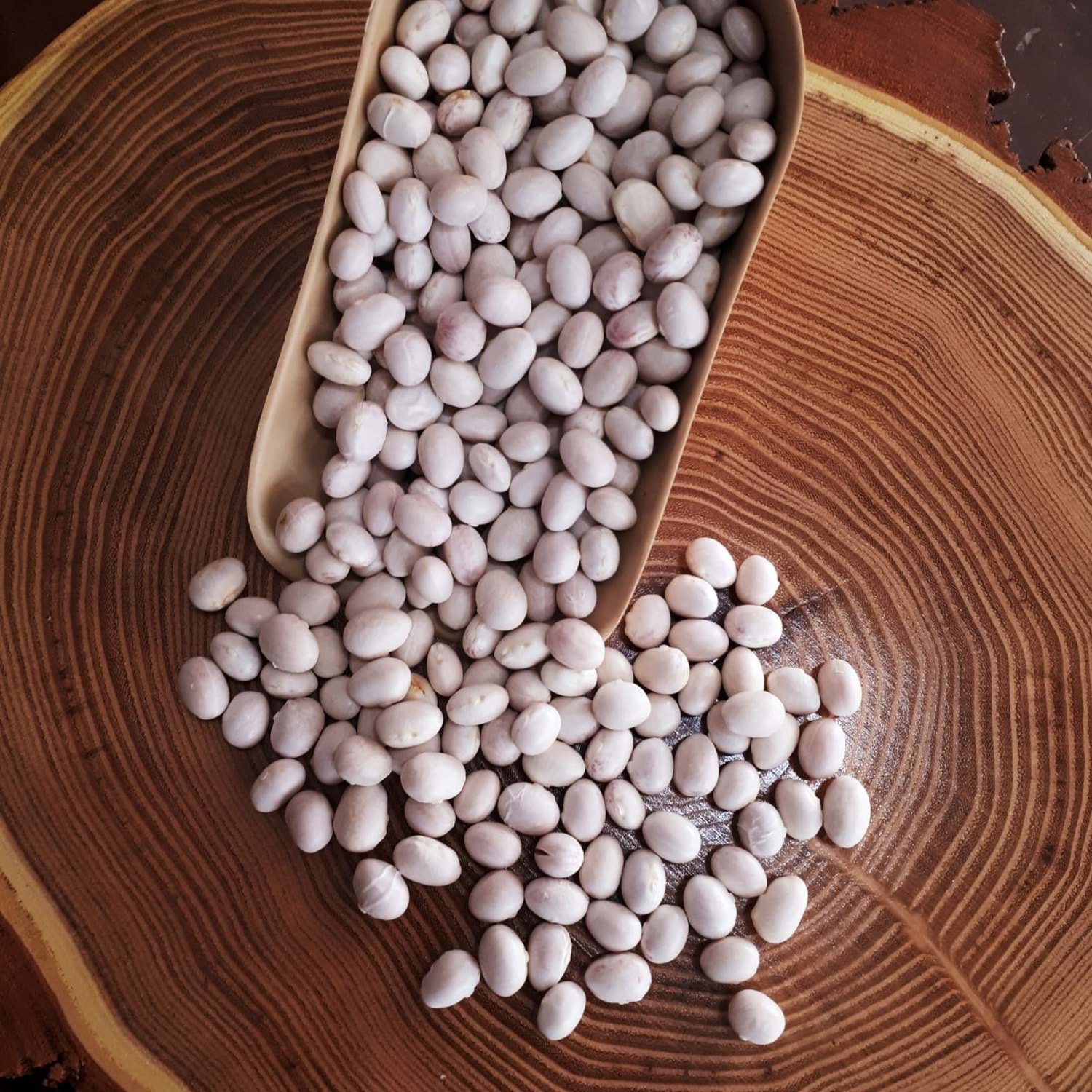 İSPİR KURU FASULYE Meşhur İspir Şeker Fasulyesi – Coğrafi İşaretli Gurme Lezzet 1kg - Görsel 1